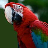Red-and-green Macaw #15