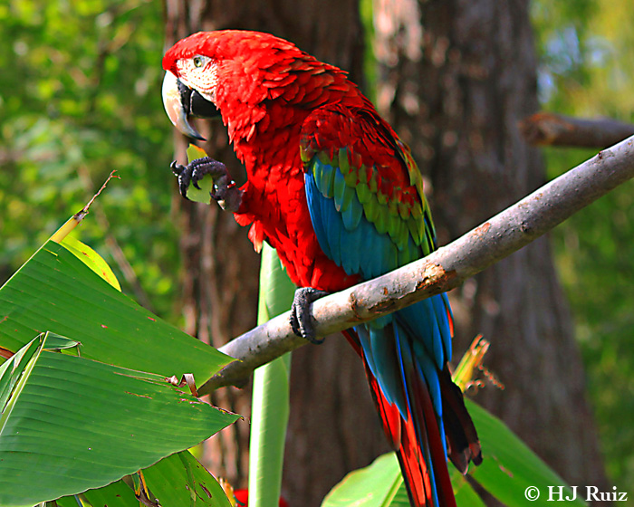 Red-and-green Macaw High Quality Background on Wallpapers Vista
