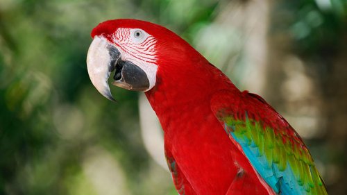 Red-and-green Macaw #11