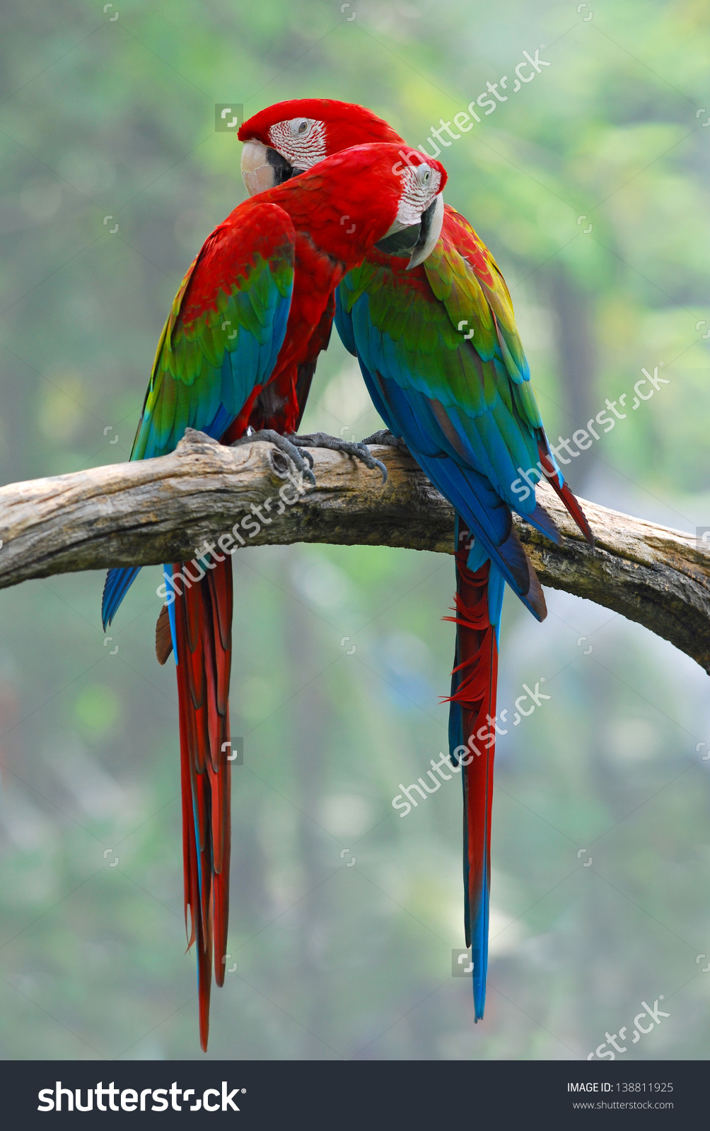 Red-and-green Macaw #7