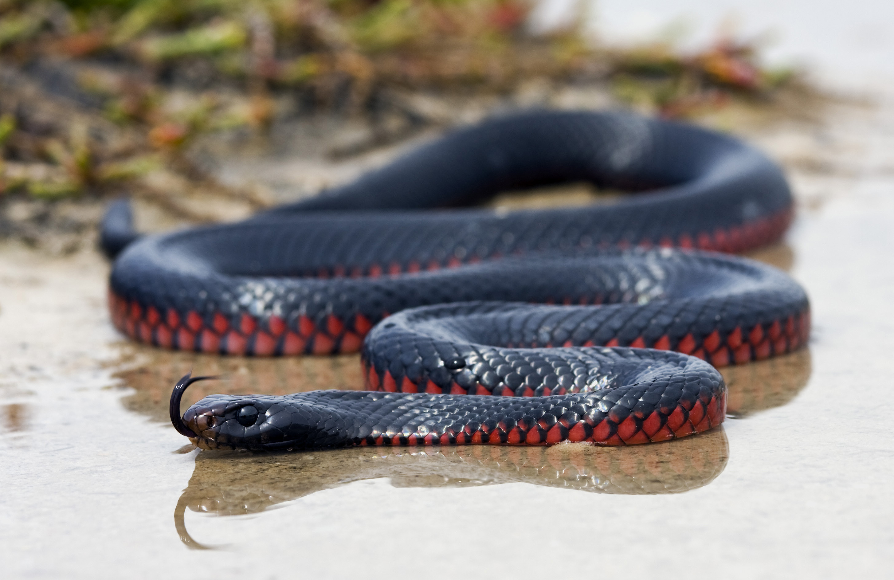 Red-bellied Black Snake Pics, Animal Collection