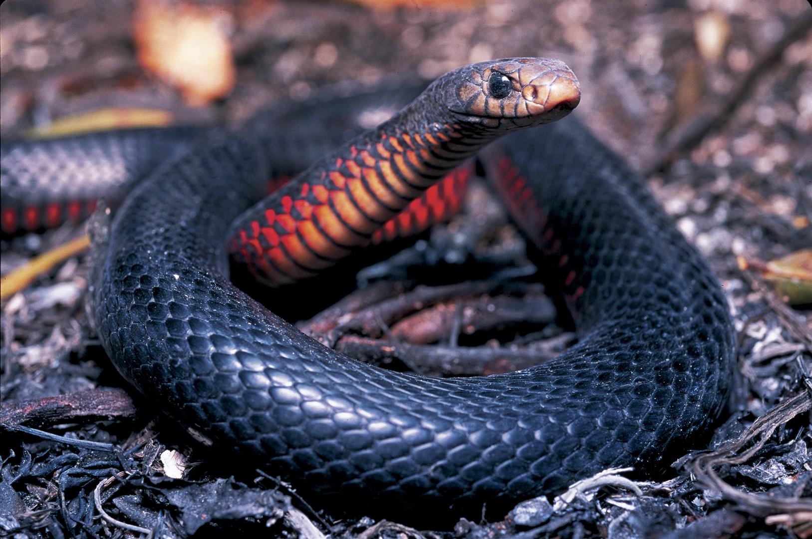 High Resolution Wallpaper | Red-bellied Black Snake 1627x1080 px