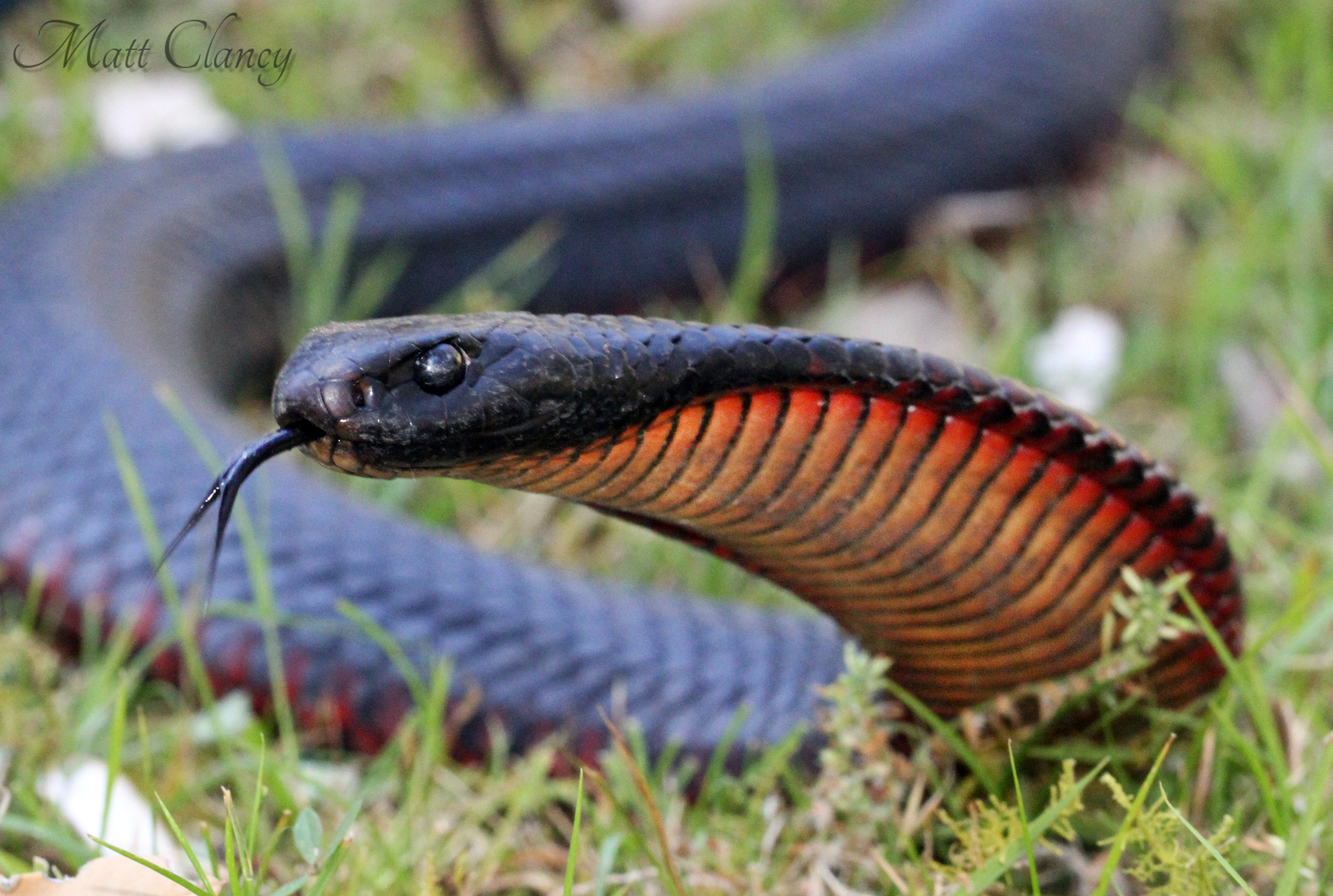 Images of Red-bellied Black Snake | 4088x2748