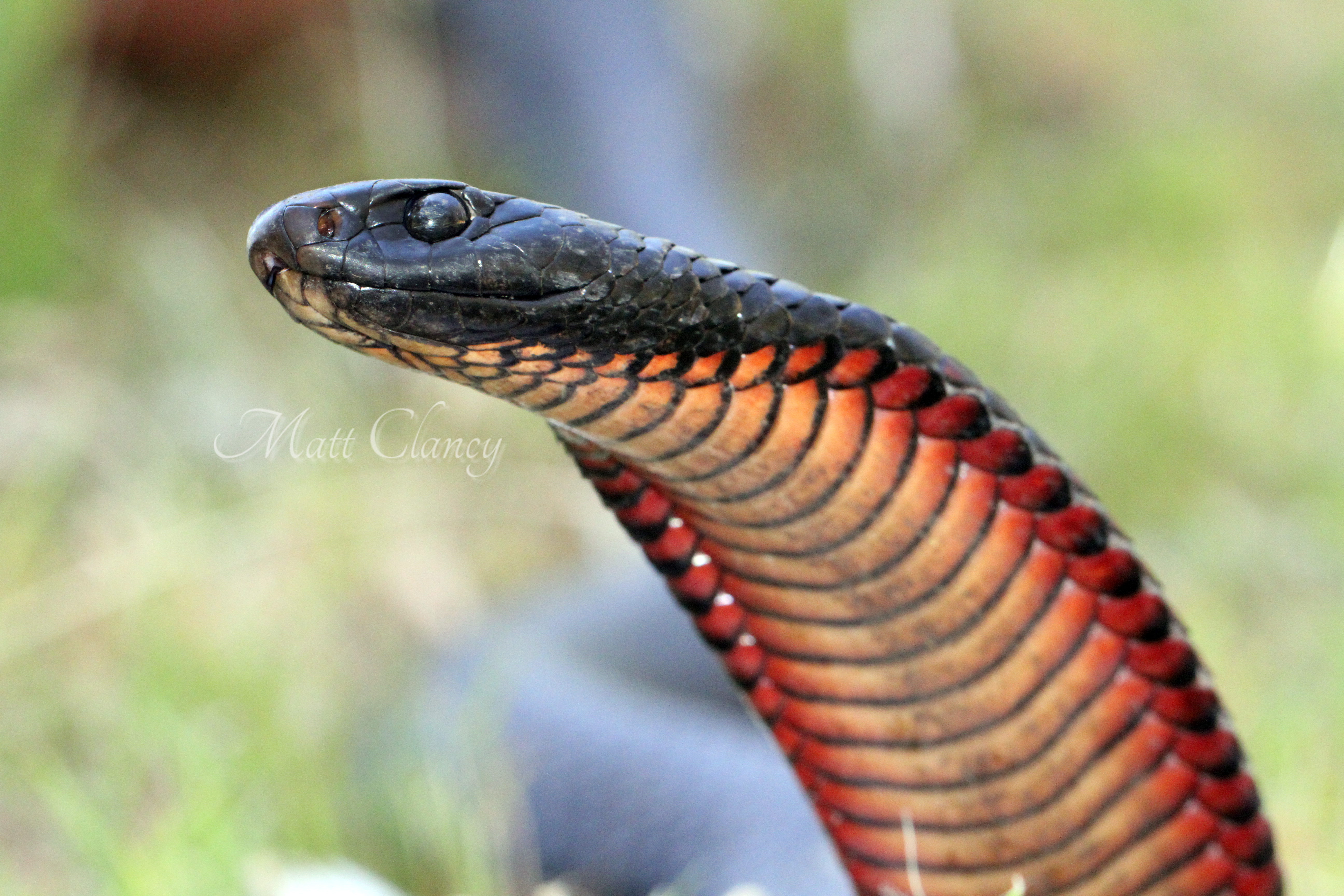 Nice Images Collection: Red-bellied Black Snake Desktop Wallpapers