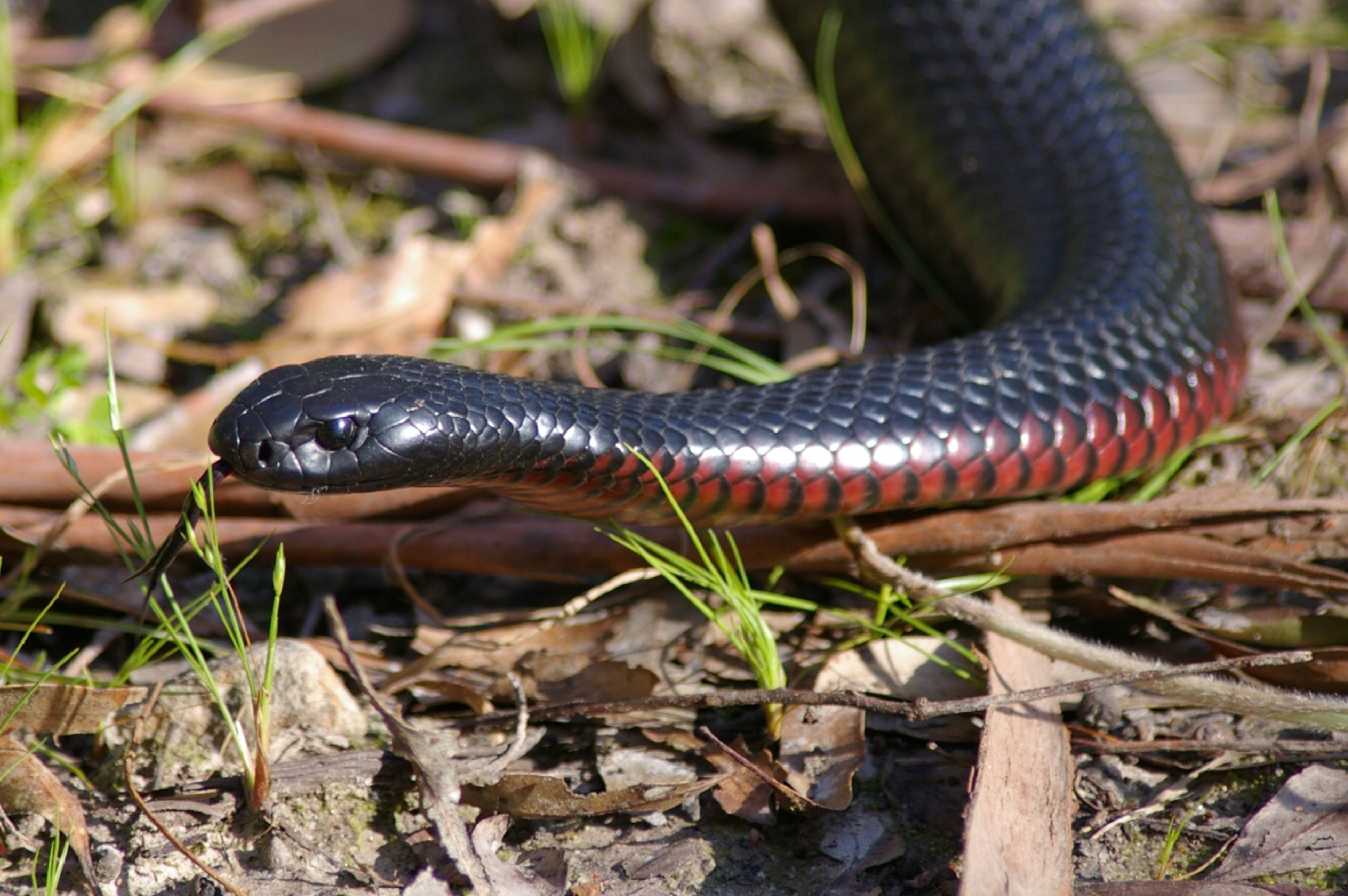 Nice wallpapers Red-bellied Black Snake 3008x2000px