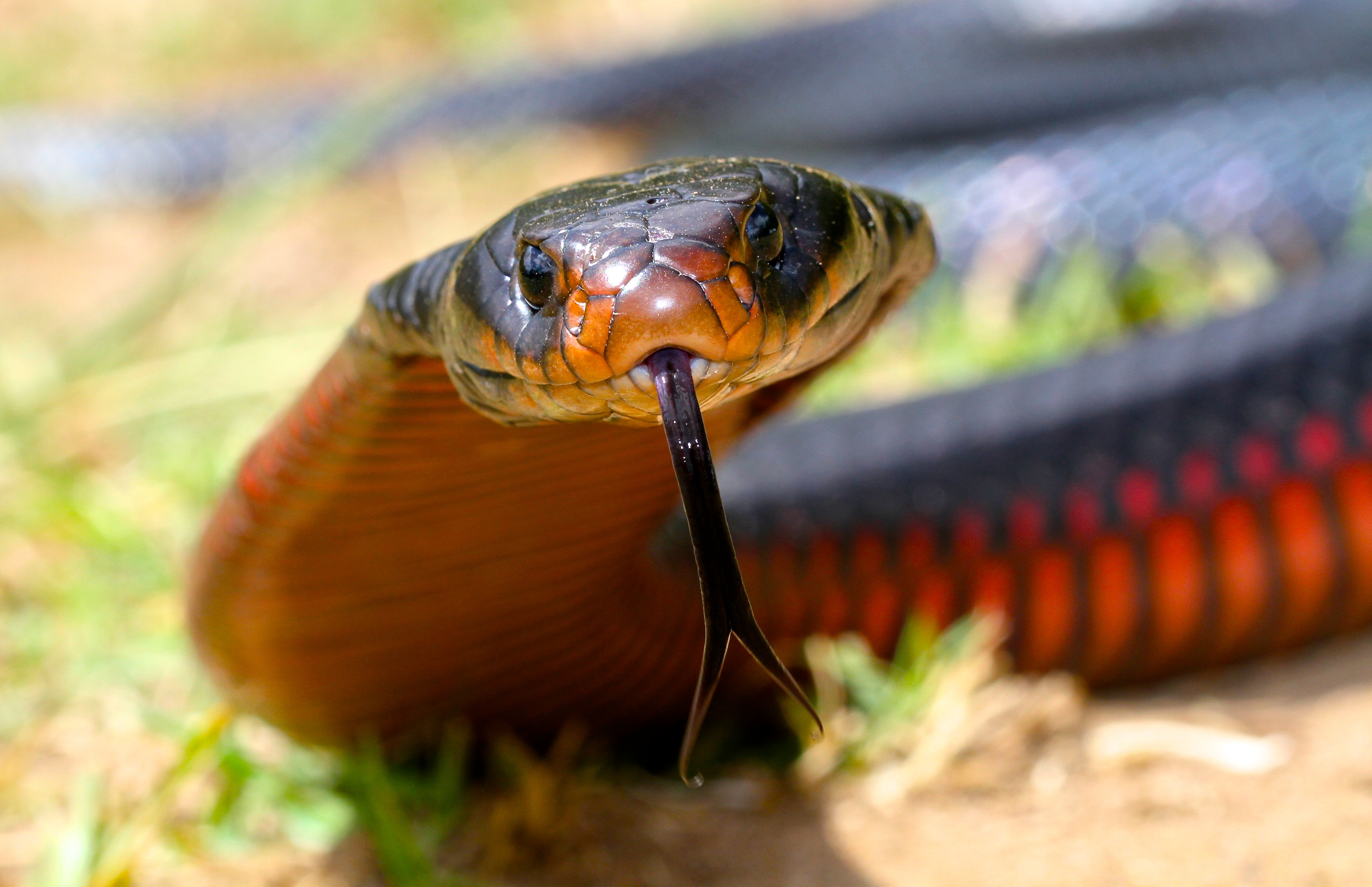 Images of Red-bellied Black Snake | 4482x2899