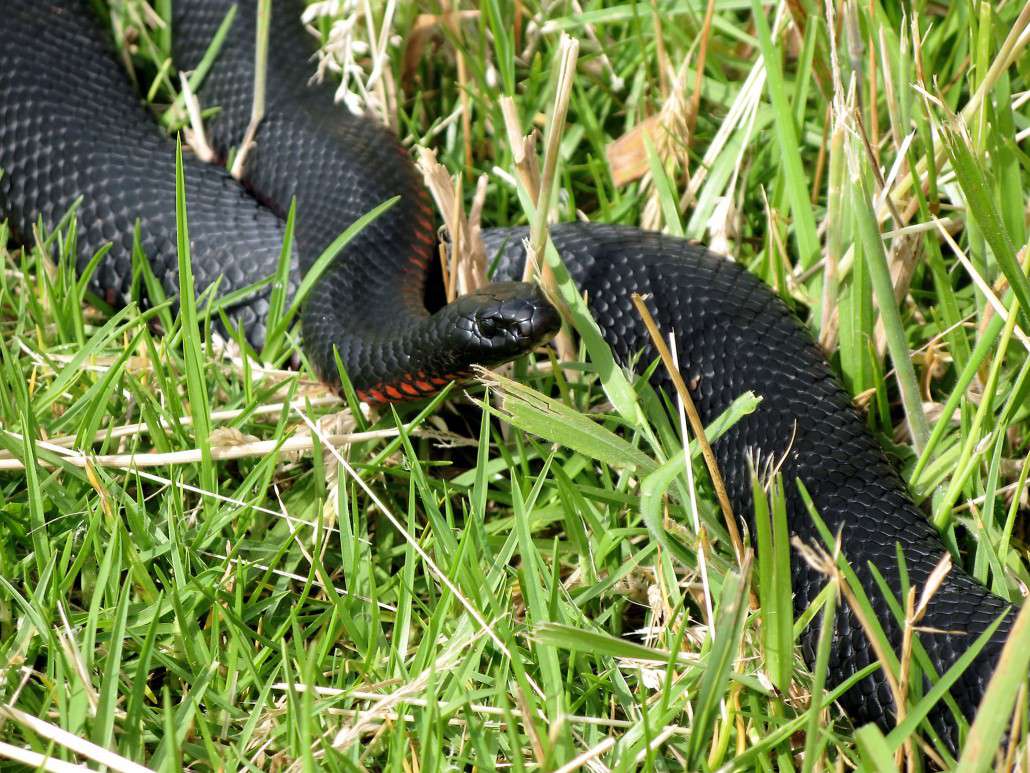 Amazing Red-bellied Black Snake Pictures & Backgrounds