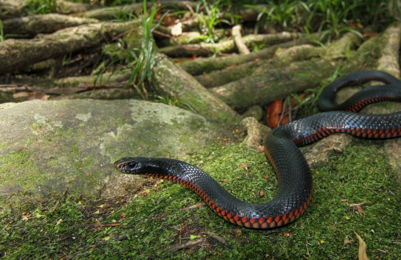 HD Quality Wallpaper | Collection: Animal, 1280x830 Red-bellied Black Snake