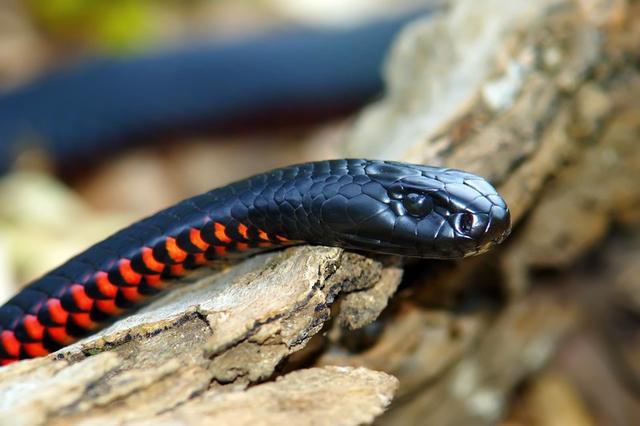HD Quality Wallpaper | Collection: Animal, 640x426 Red-bellied Black Snake