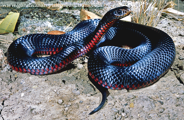 Red-bellied Black Snake #10