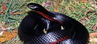 High Resolution Wallpaper | Red-bellied Black Snake 384x176 px