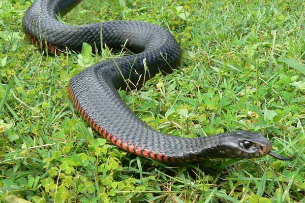 Images of Red-bellied Black Snake | 600x400