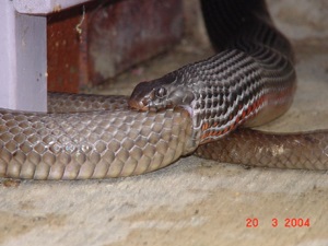 Amazing Red-bellied Black Snake Pictures & Backgrounds