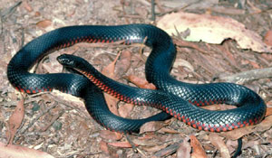 Red-bellied Black Snake #3