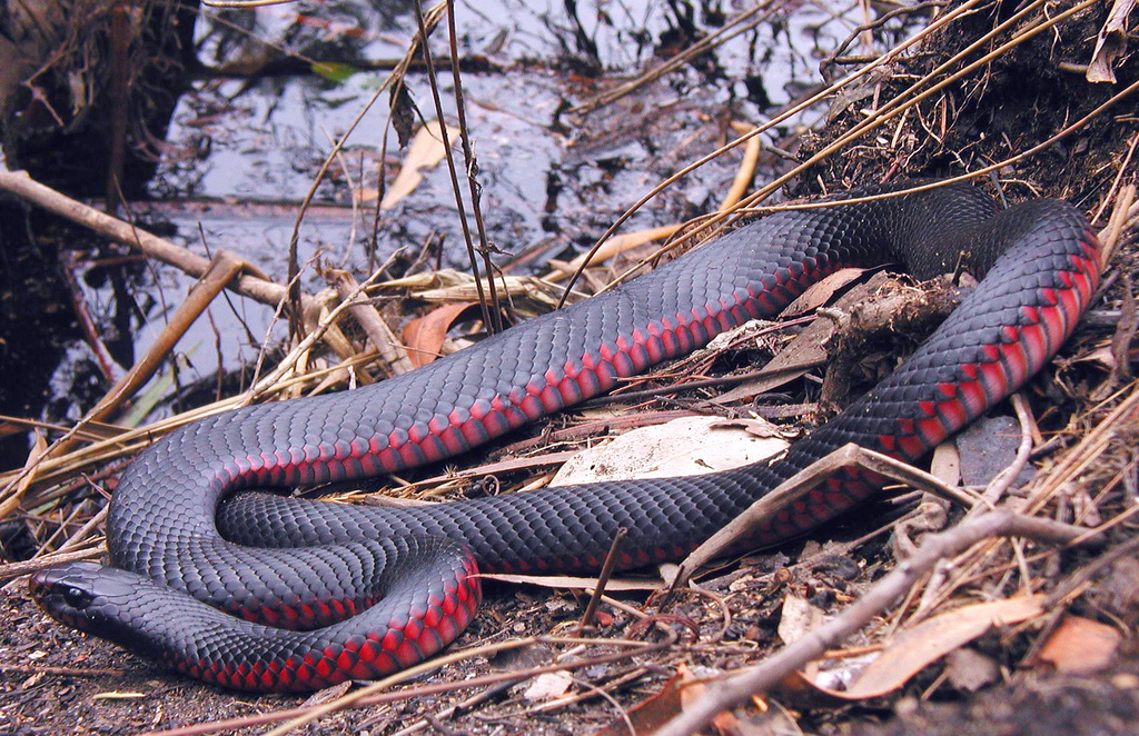 Nice wallpapers Red-bellied Black Snake 1024x662px