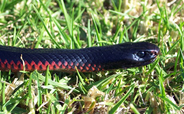 Nice Images Collection: Red-bellied Black Snake Desktop Wallpapers
