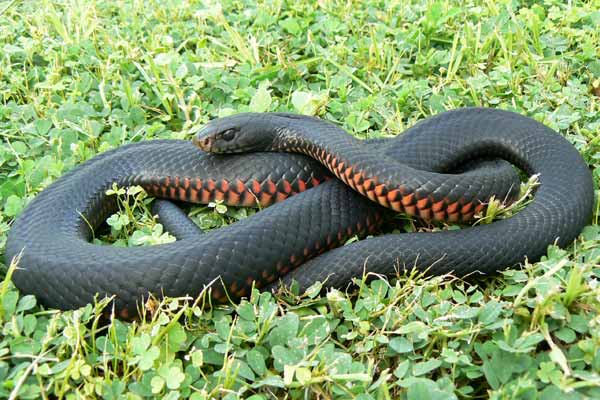 Red-bellied Black Snake Backgrounds, Compatible - PC, Mobile, Gadgets| 600x400 px