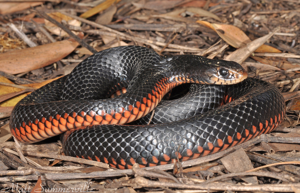 Red-bellied Black Snake #9
