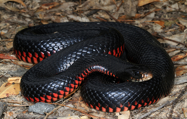 Red-bellied Black Snake #14
