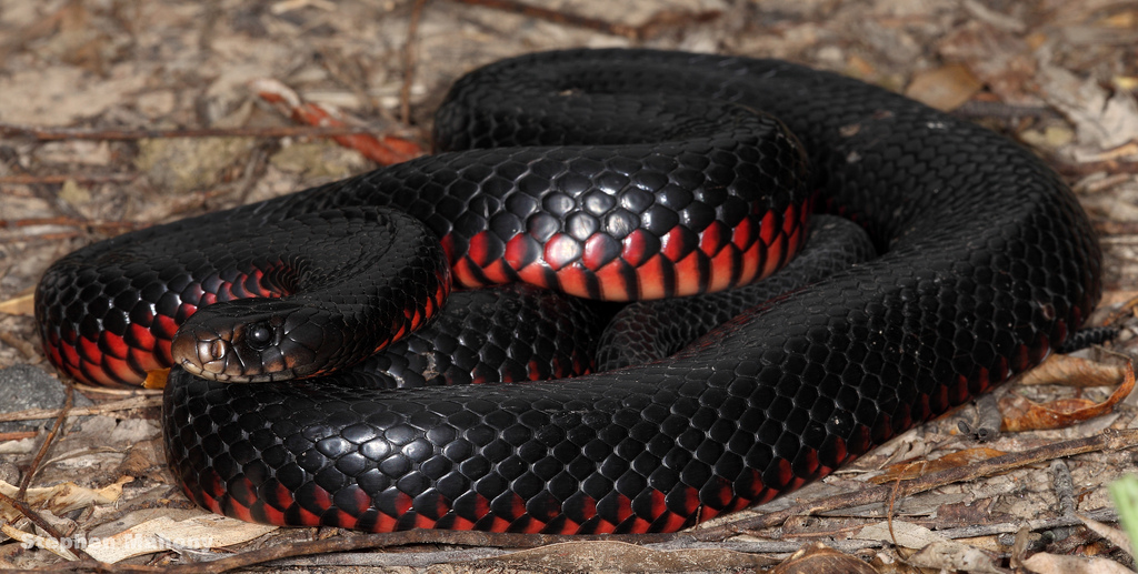 HQ Red-bellied Black Snake Wallpapers | File 296.38Kb