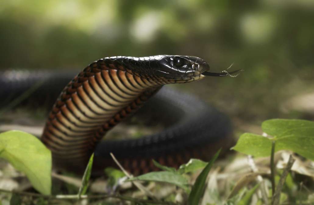 Red-bellied Black Snake #15