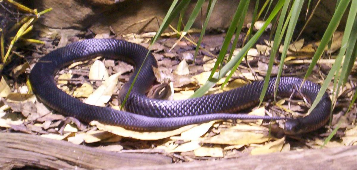 Red-bellied Black Snake Backgrounds, Compatible - PC, Mobile, Gadgets| 1200x573 px