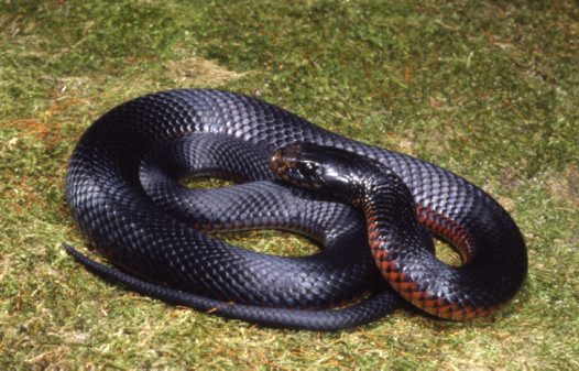 Red-bellied Black Snake #1