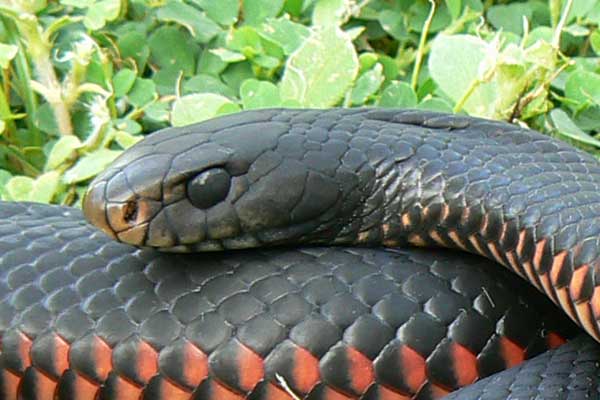Red-bellied Black Snake #5
