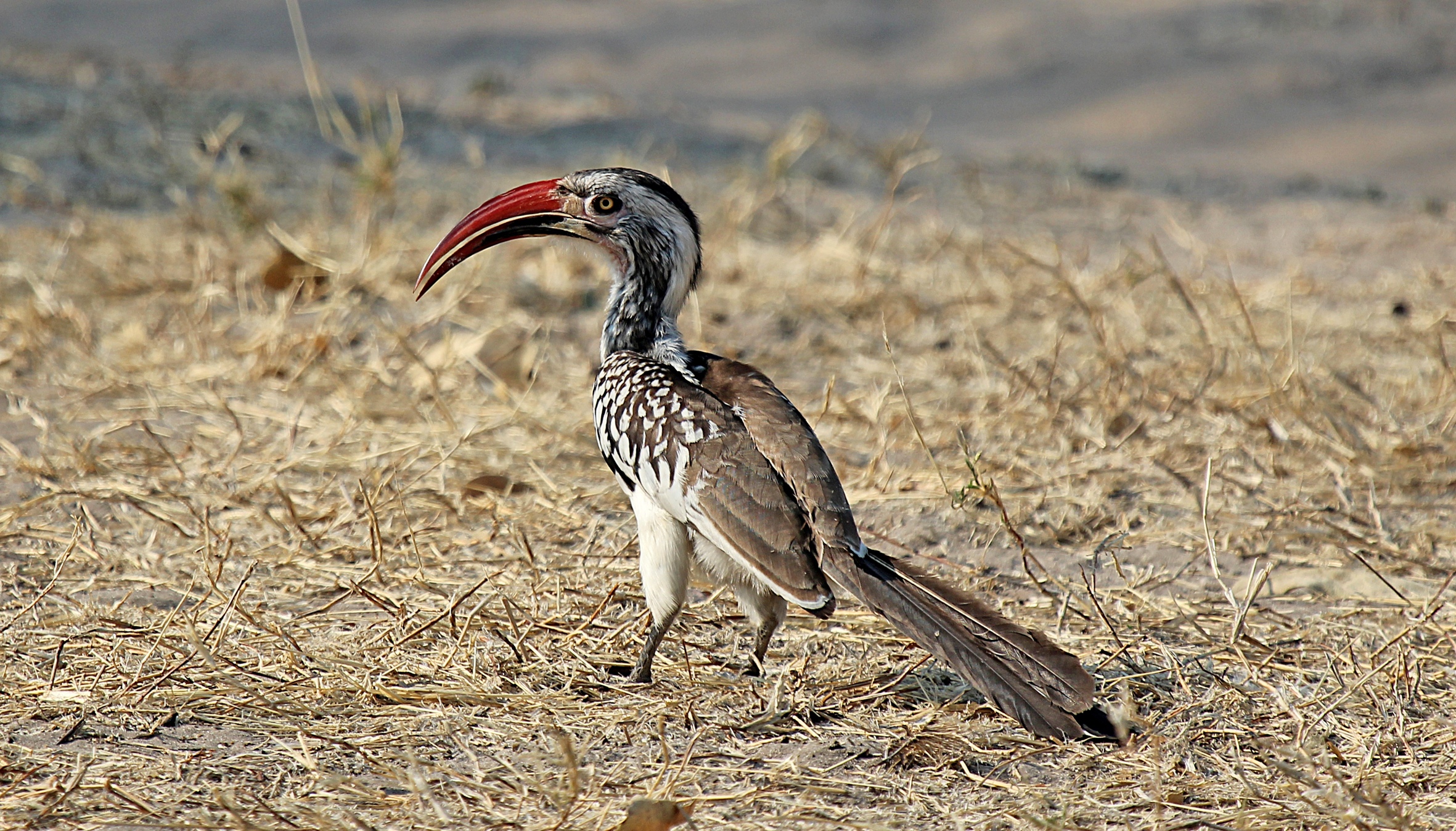 Nice wallpapers Red-billed Hornbill 2362x1348px