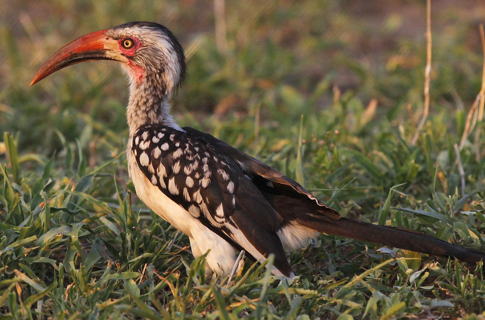 Amazing Red-billed Hornbill Pictures & Backgrounds