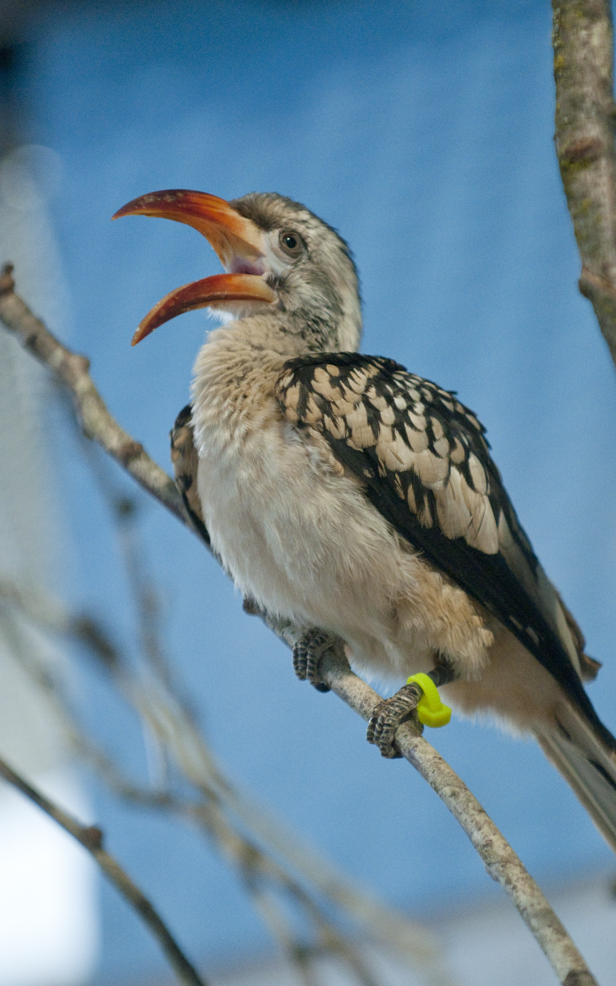 Images of Red-billed Hornbill | 2419x3869