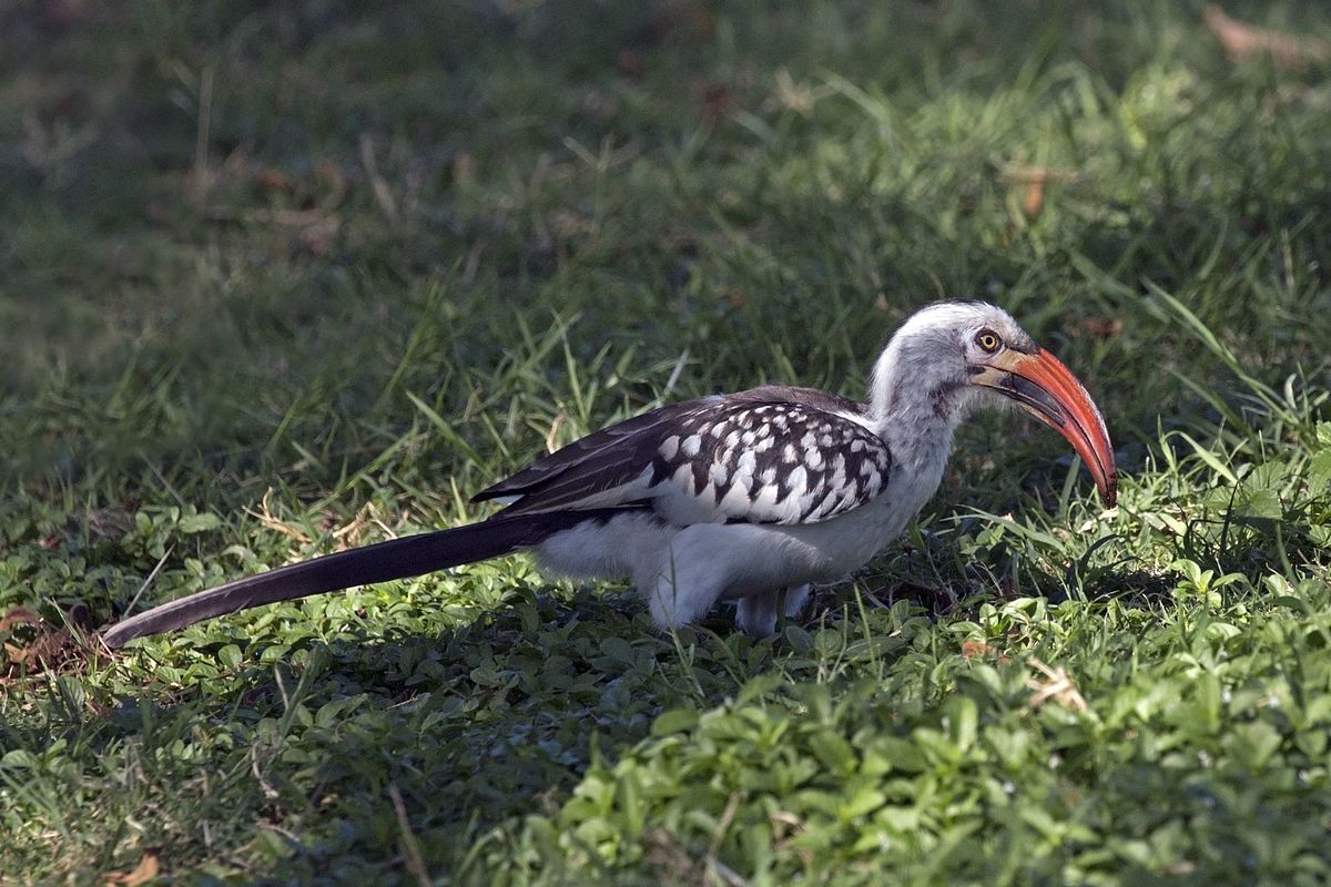 Red-billed Hornbill Backgrounds, Compatible - PC, Mobile, Gadgets| 1200x800 px