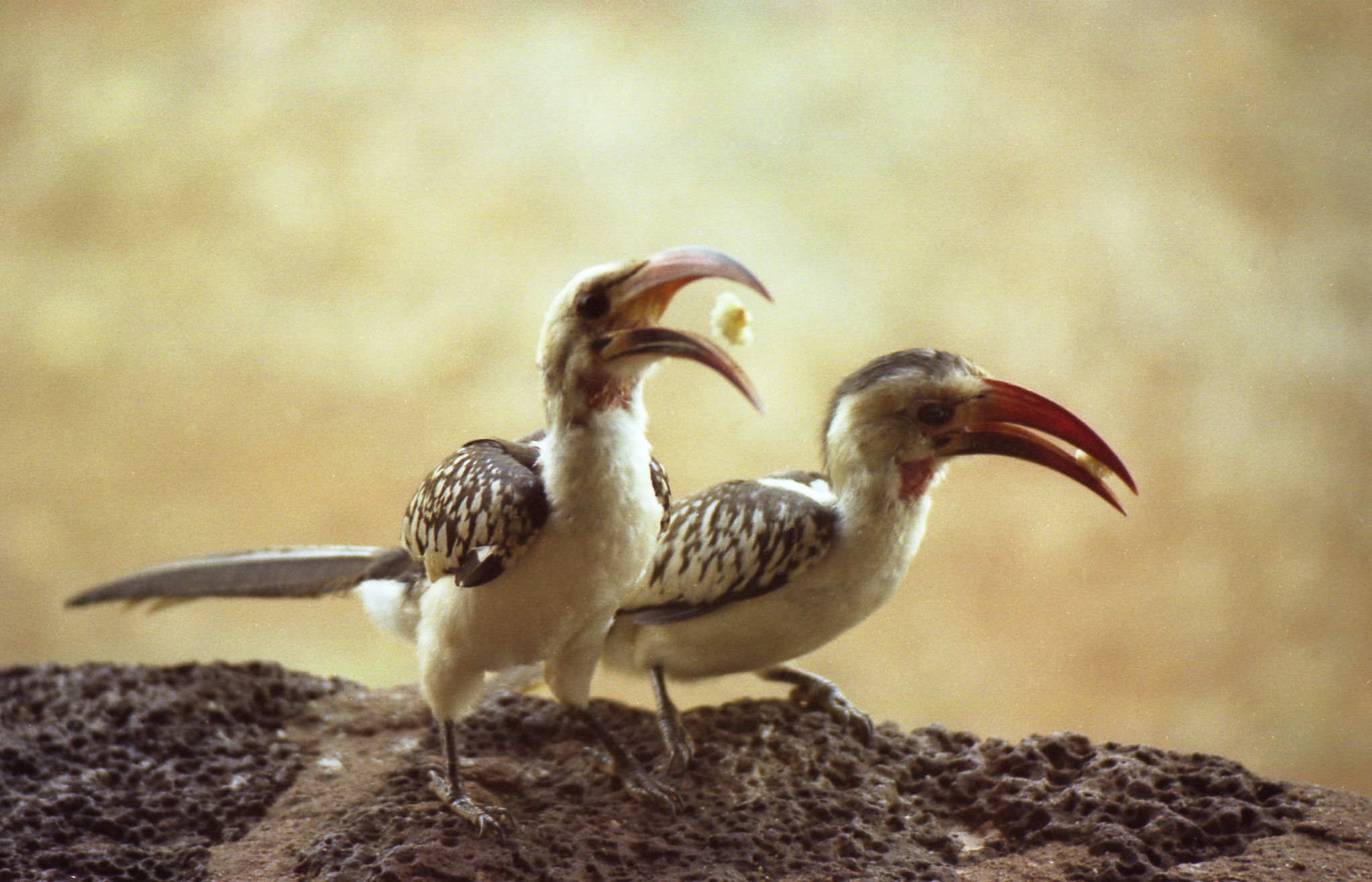 Red-billed Hornbill Backgrounds, Compatible - PC, Mobile, Gadgets| 2045x1315 px