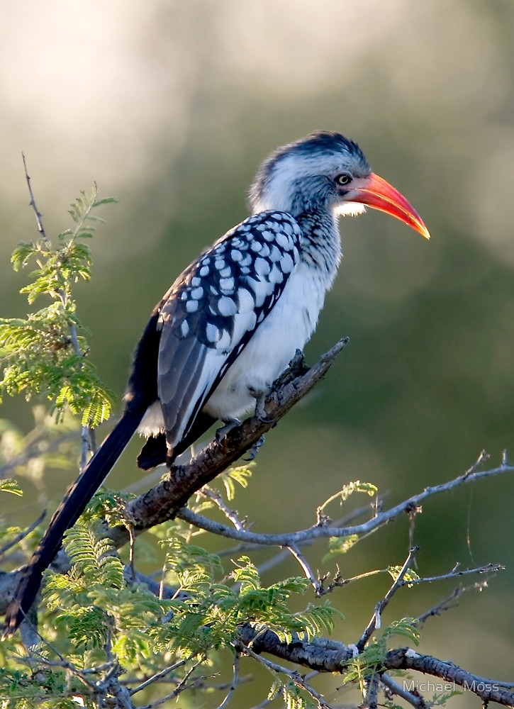 Red-billed Hornbill Backgrounds, Compatible - PC, Mobile, Gadgets| 725x1000 px