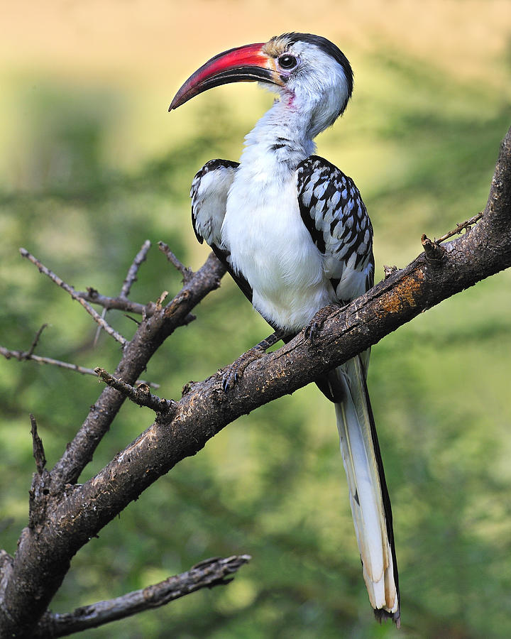 Red-billed Hornbill Pics, Animal Collection