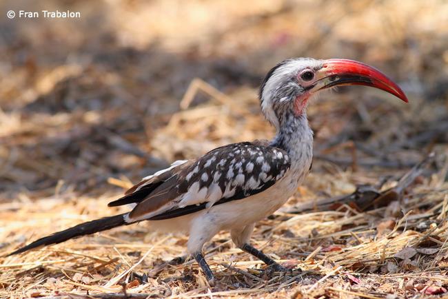 Red-billed Hornbill High Quality Background on Wallpapers Vista