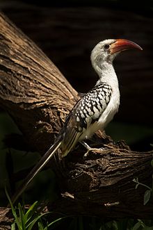 Amazing Red-billed Hornbill Pictures & Backgrounds