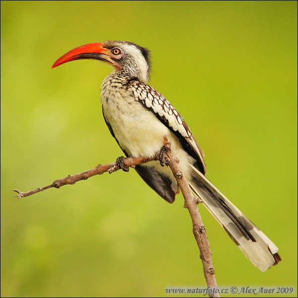 Nice wallpapers Red-billed Hornbill 602x602px