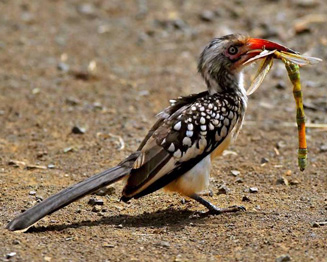 Images of Red-billed Hornbill | 327x262