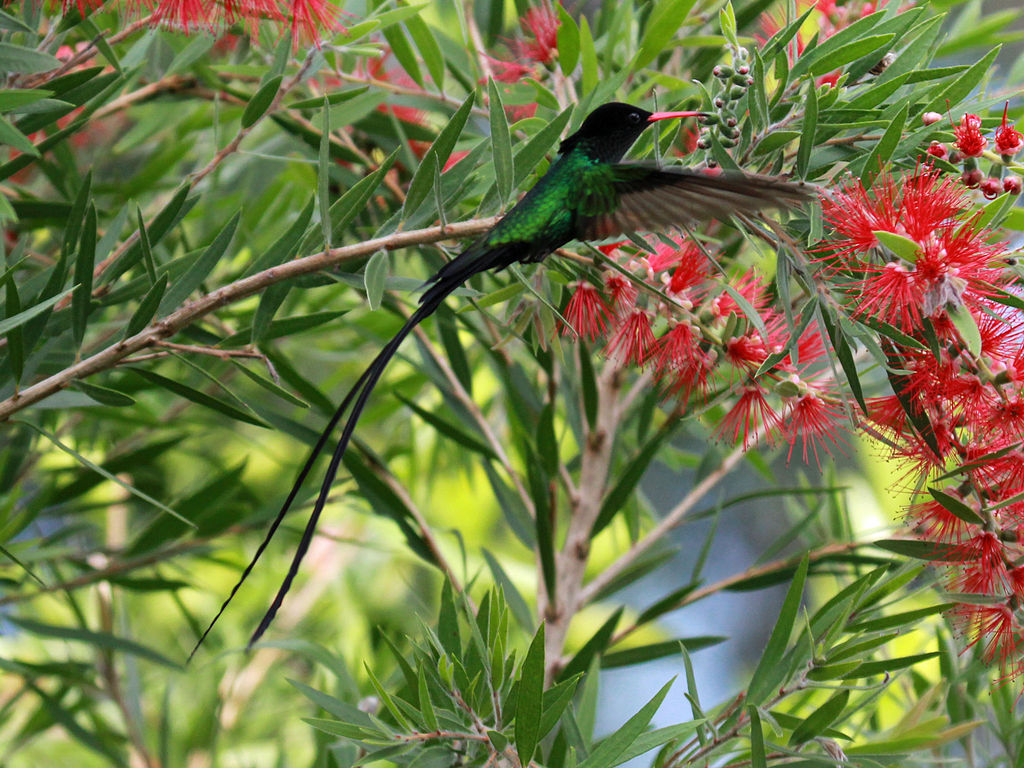 1024x768 > Red-billed Streamertail Wallpapers