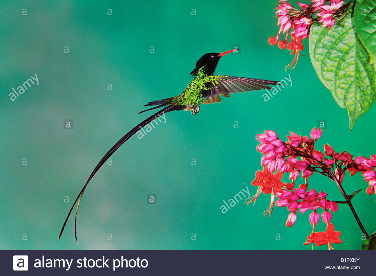 Images of Red-billed Streamertail | 1300x954
