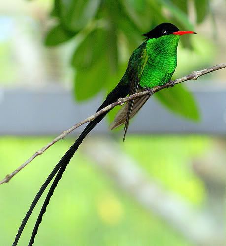 HD Quality Wallpaper | Collection: Animal, 459x500 Red-billed Streamertail