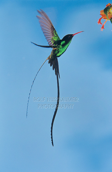 Nice Images Collection: Red-billed Streamertail Desktop Wallpapers