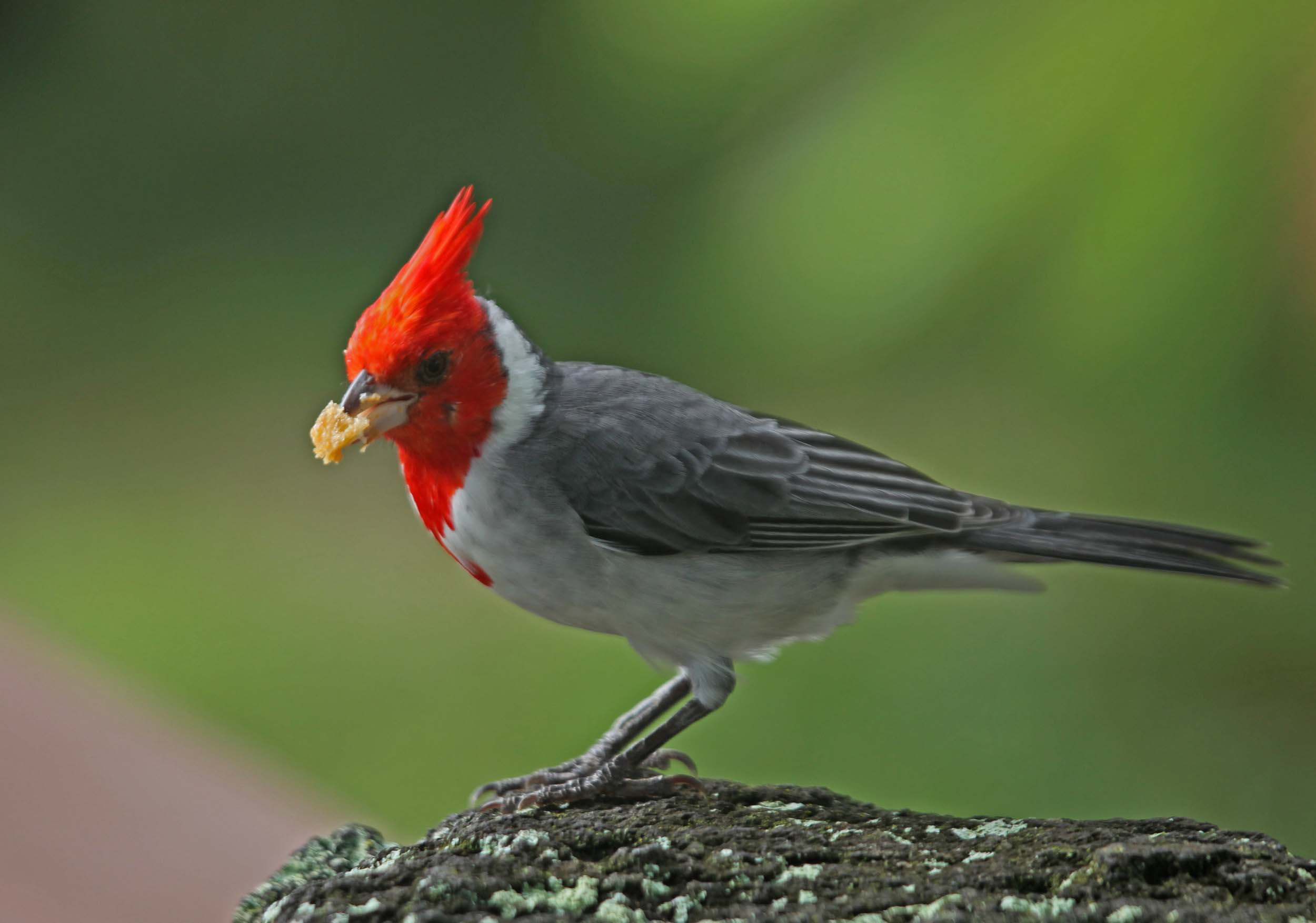 2500x1754 > Red-Crested Cardinal Wallpapers