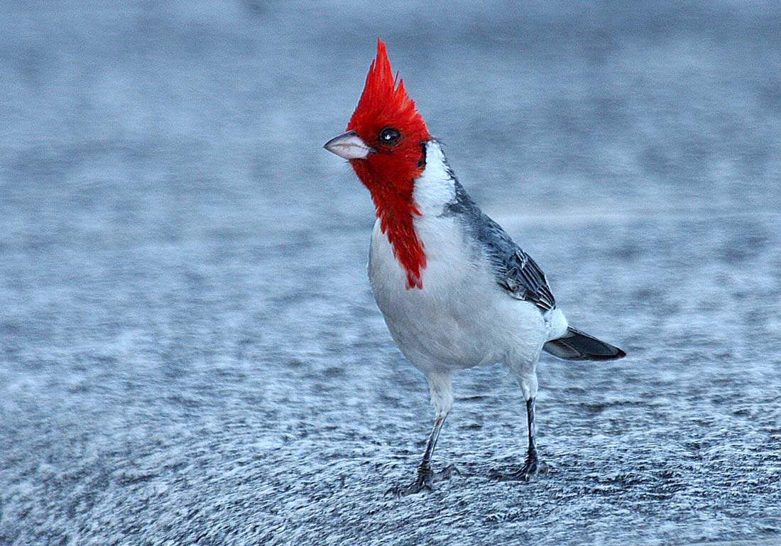 Images of Red-Crested Cardinal | 1100x769