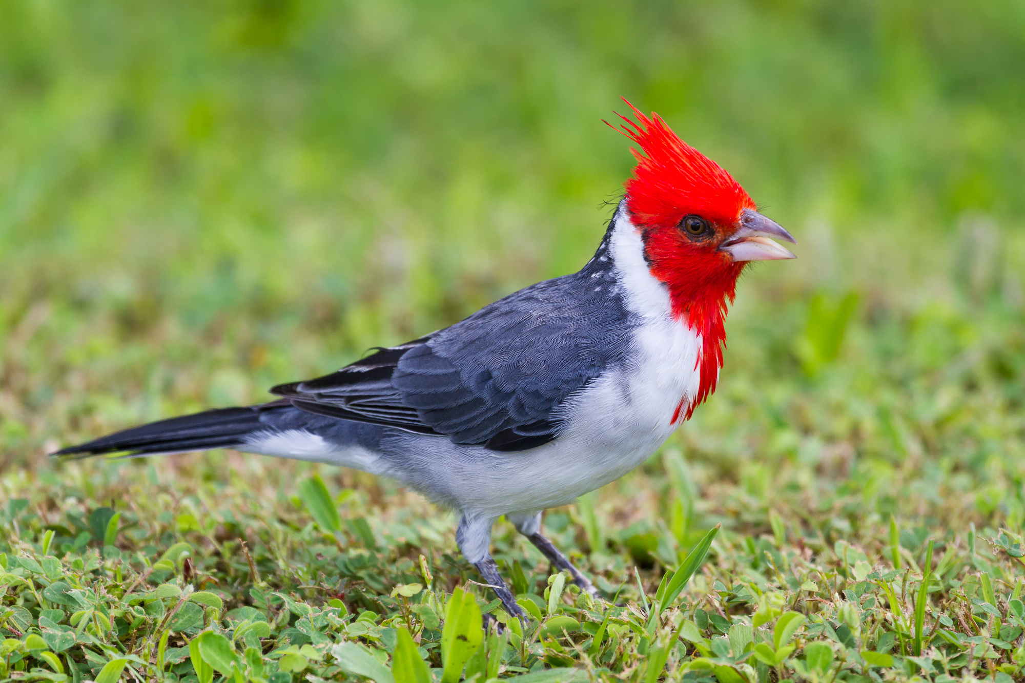 Red-Crested Cardinal Backgrounds, Compatible - PC, Mobile, Gadgets| 2000x1333 px