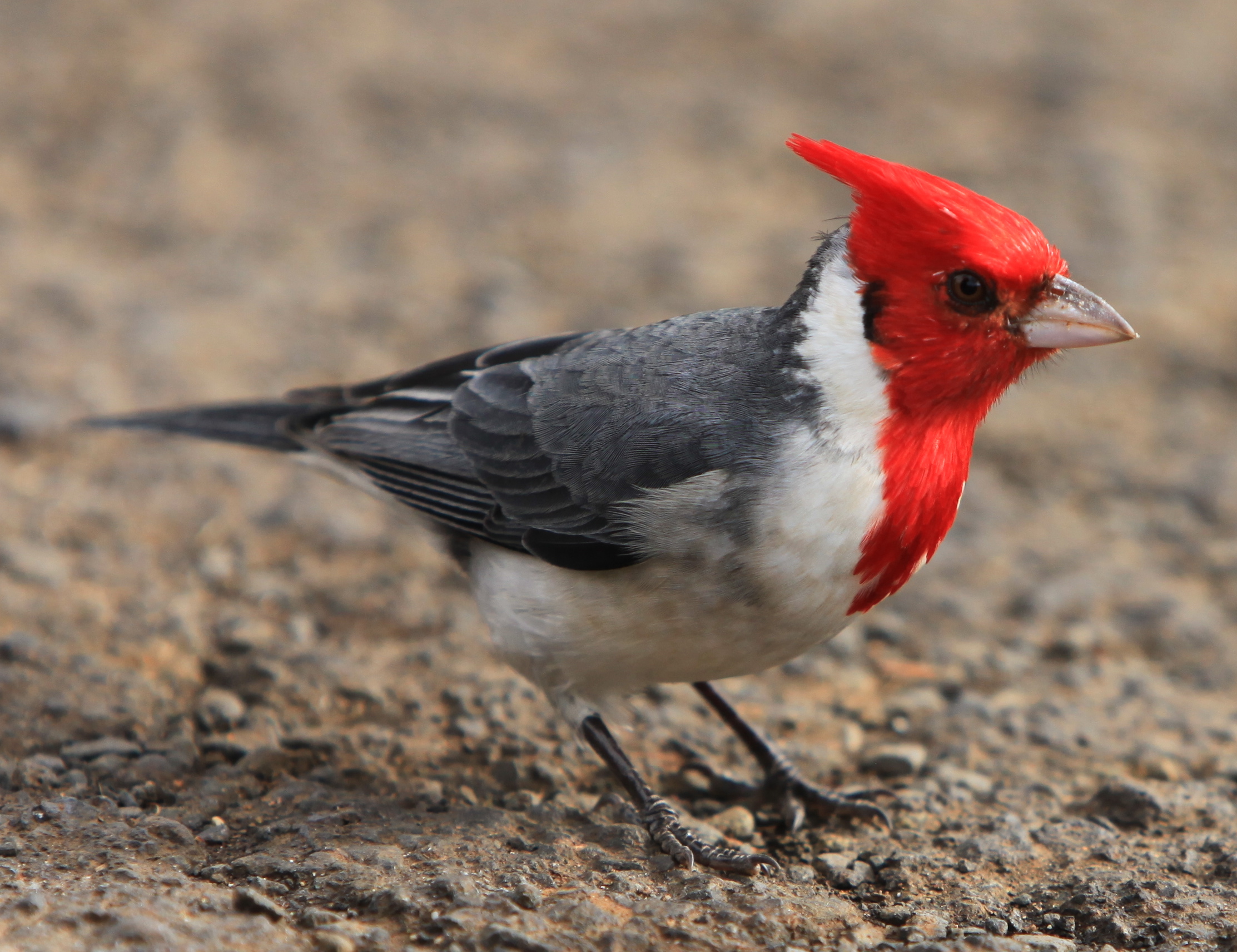 Red-Crested Cardinal #1