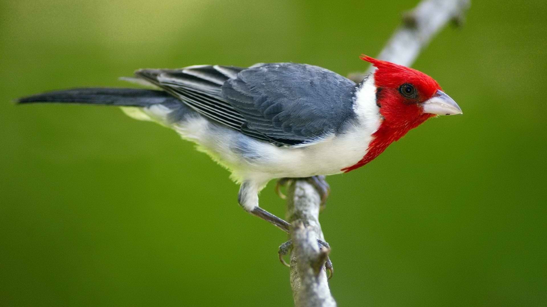 Red-Crested Cardinal Backgrounds on Wallpapers Vista