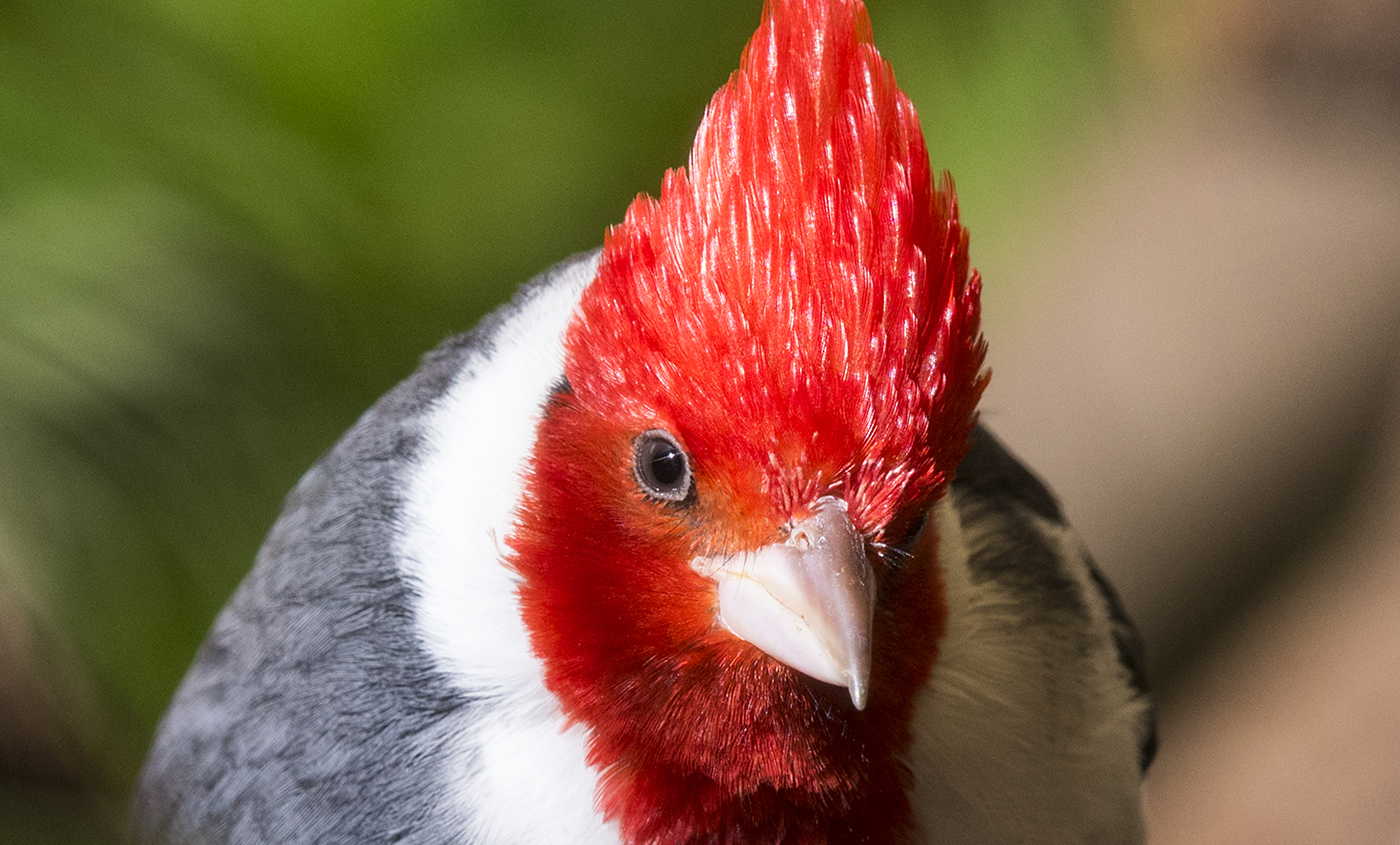 Images of Red-Crested Cardinal | 1400x845