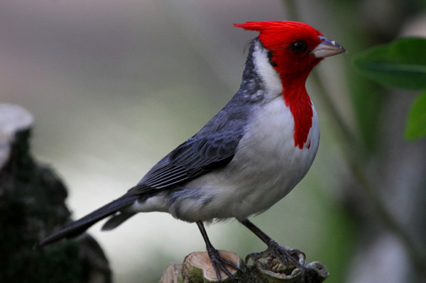 High Resolution Wallpaper | Red-Crested Cardinal 600x399 px